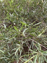 Nuxia oppositifolia