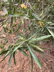Nuxia oppositifolia