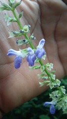 Salvia xalapensis