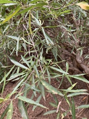 Nuxia oppositifolia