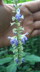 Salvia xalapensis