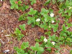 Fragaria vesca bracteata