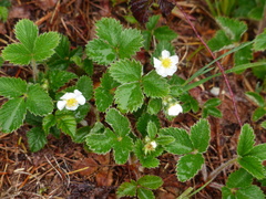 Fragaria vesca bracteata