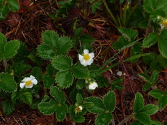 Fragaria vesca bracteata