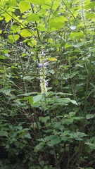 Salvia xalapensis