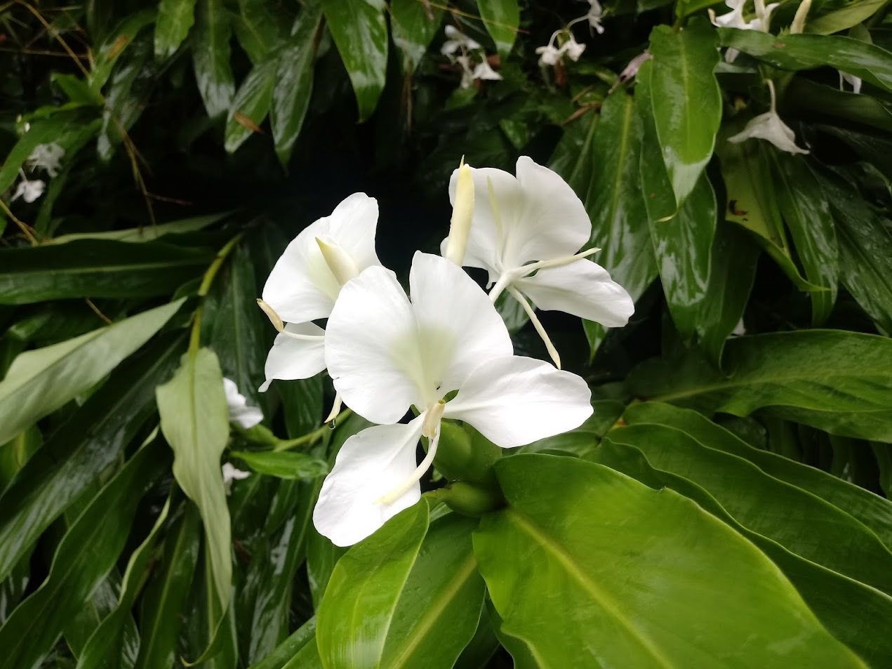 Hedychium coronarium