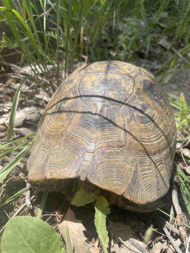 Buxton's Tortoise