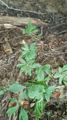 Rhododendron canescens