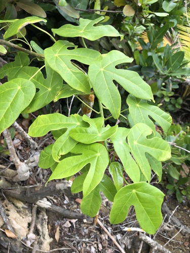 wild oilnut (Jatropha hernandiifolia)