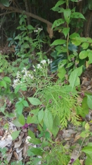 Eupatorium × pinnatifidum