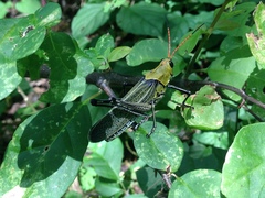 Taeniopoda picticornis