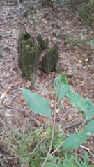 Ditrysinia fruticosa