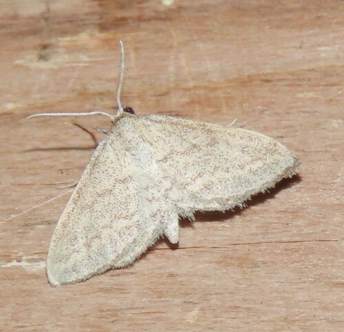 Lobocleta plemyraria