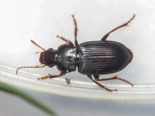Harpalus bellieri