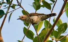 Chrysococcyx minutillus