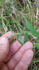 Crotalaria sagittalis