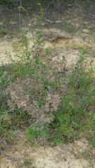 Eupatorium rotundifolium
