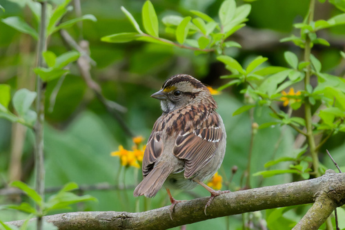 White-throated Sparrow photographed in Michigan
