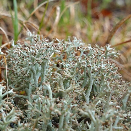 Cladonia mitis, 2025-05-23