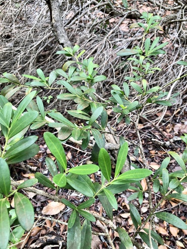 Vahl's Boxwood (Buxus vahlii)