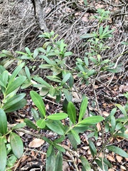 Vahl's Boxwood (Buxus vahlii)
