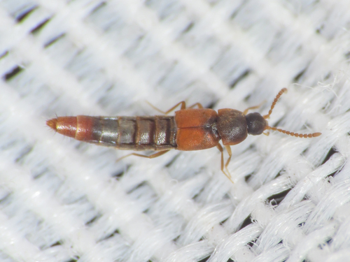 Oxypoda mutata
