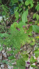 Eupatorium × pinnatifidum