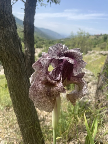 Iris gatesii