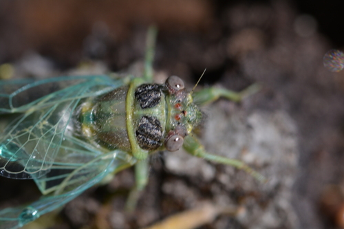 iNaturalist observation photo of Typical Cicadas