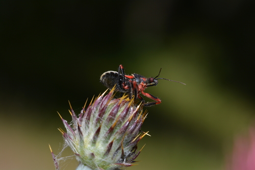 iNaturalist observation photo of California Bee Assassin