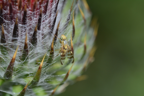 iNaturalist observation photo of Terellia