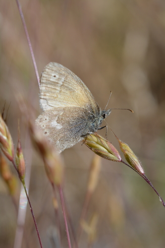 iNaturalist observation photo of Common Ringlet