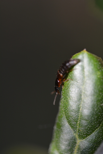 iNaturalist observation photo of Rove Beetles