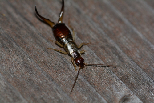 iNaturalist observation photo of Western Earwig