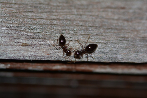 iNaturalist observation photo of American Winter Ant