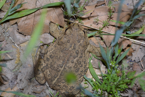 iNaturalist observation photo of Western Toad