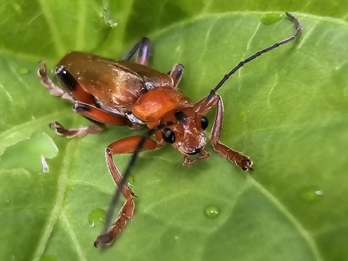 Livid Soldier Beetle photo 5