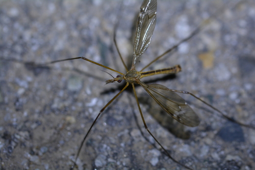 iNaturalist observation photo of Large Crane Flies