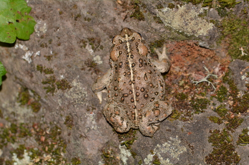iNaturalist observation photo of Western Toad