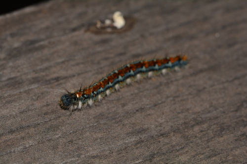 iNaturalist observation photo of Pacific Tent Caterpillar