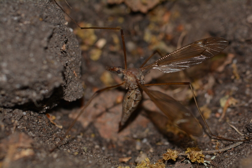 iNaturalist observation photo of Large Crane Flies