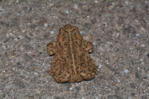 iNaturalist observation photo of Western Toad