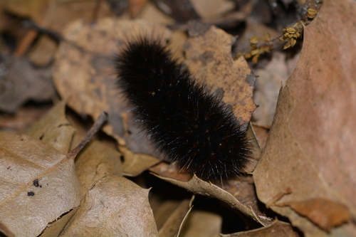 iNaturalist observation photo of Painted Tiger Moth