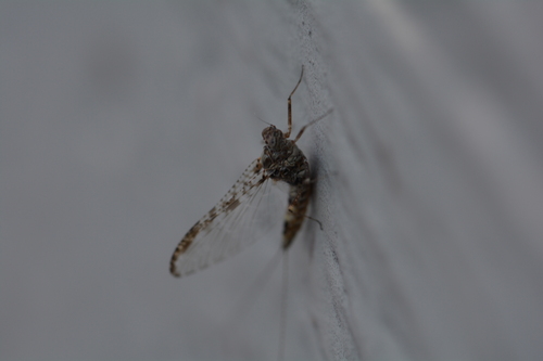iNaturalist observation photo of Speckled Duns