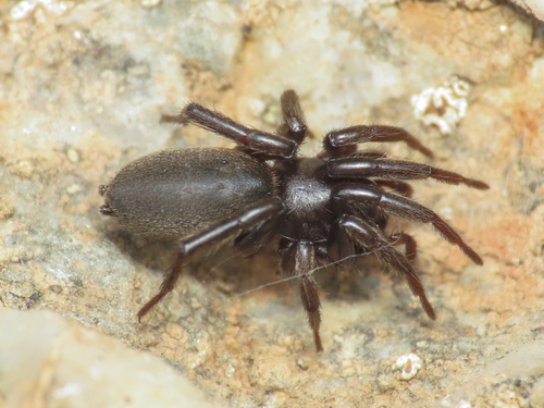 Zelotes sardus