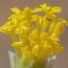 Lasiosiphon polyanthus