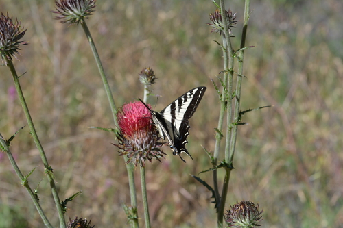 iNaturalist observation photo of Pale Swallowtail
