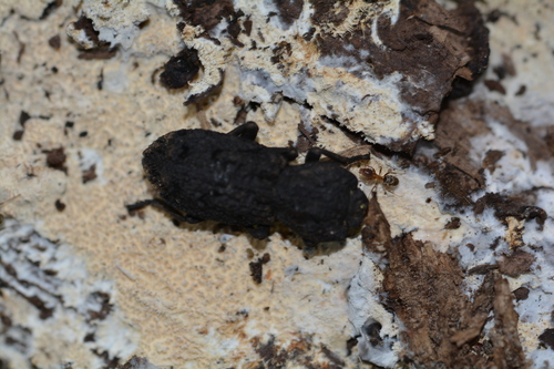 iNaturalist observation photo of Western Velvety Tree Ant