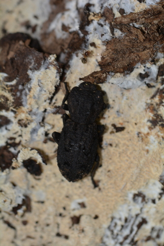iNaturalist observation photo of Diabolical Ironclad Beetle