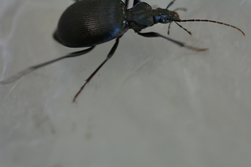 iNaturalist observation photo of Snail-eating Beetles